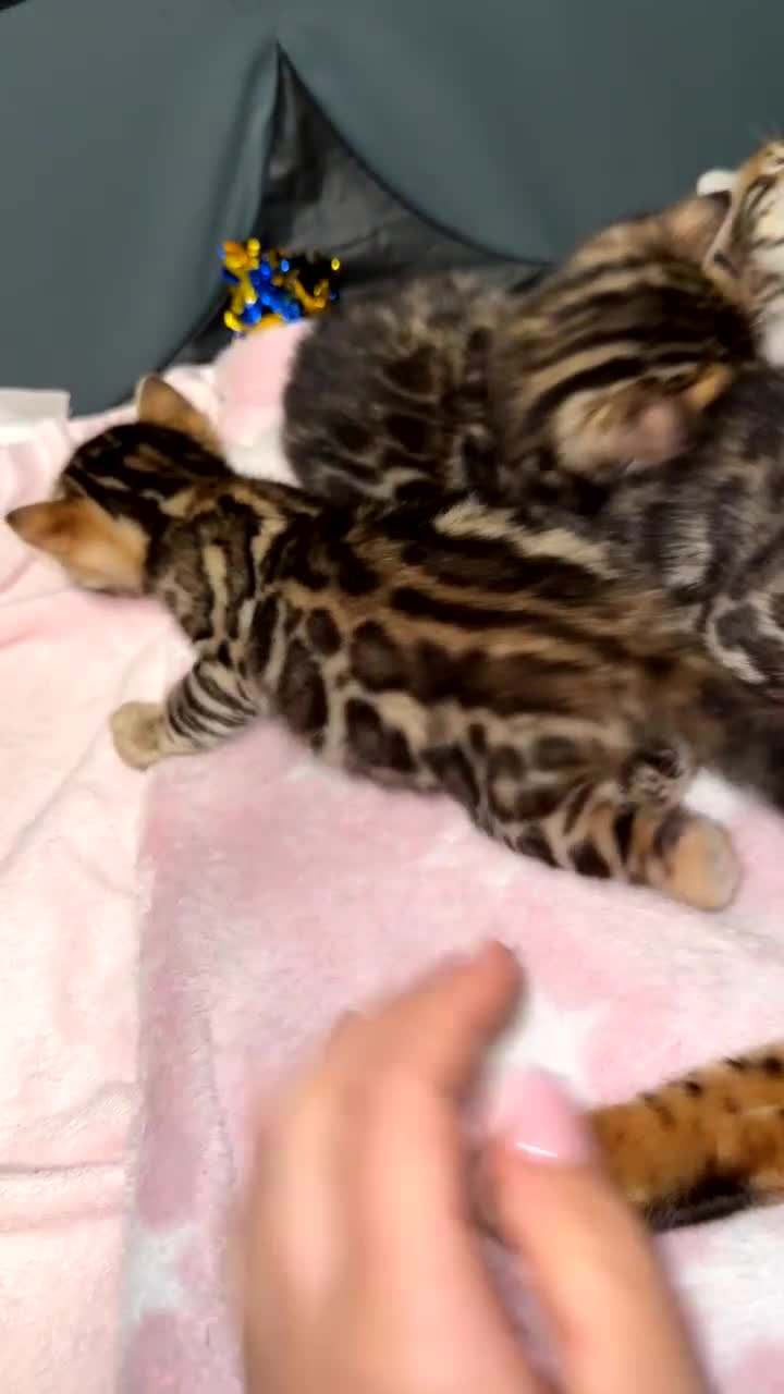 Bengal cats for sale: TIKA registered 5th Pedigree bengal kittens  - Video 2