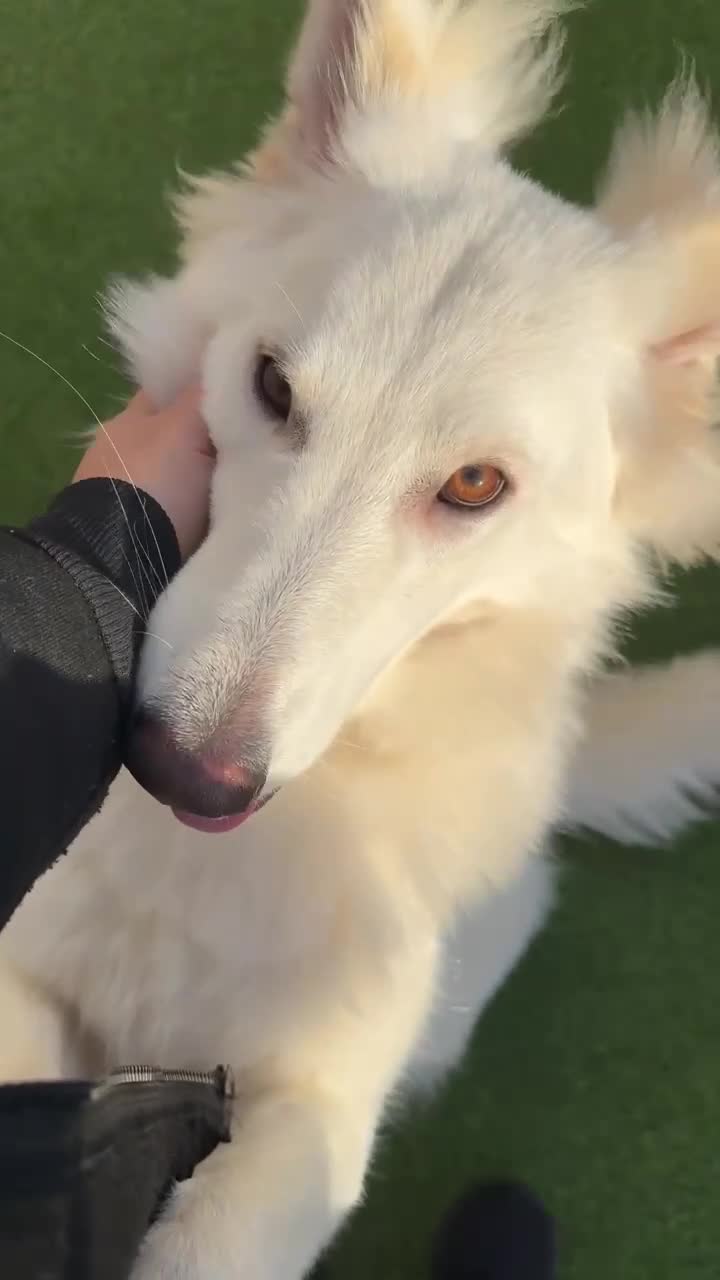 German Shepherd dogs for sale: Adorable White German Shepherd for Rehoming - Video 1