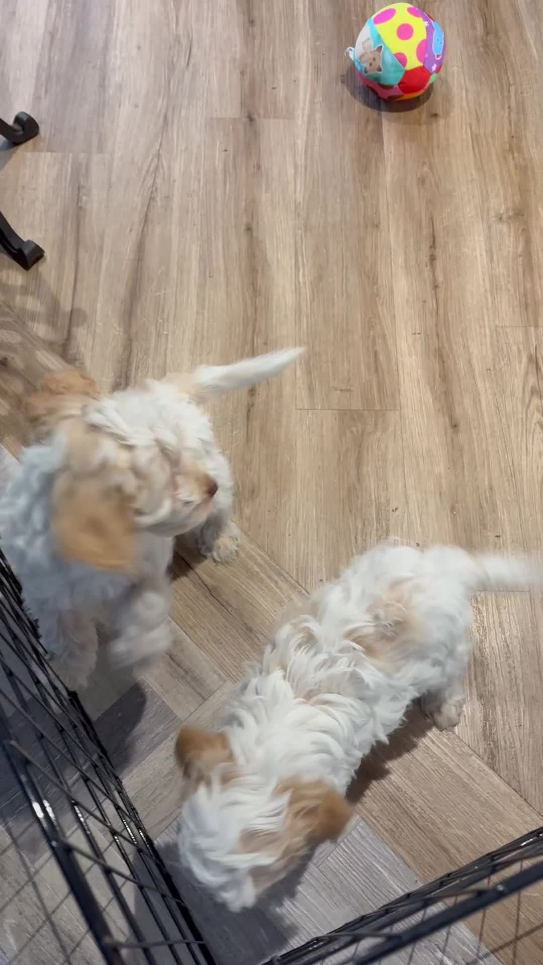 Cockapoo dogs for sale: F1 Cockapoo male pup 100% DNA HEALTHtested parents in Bolton - Video 1