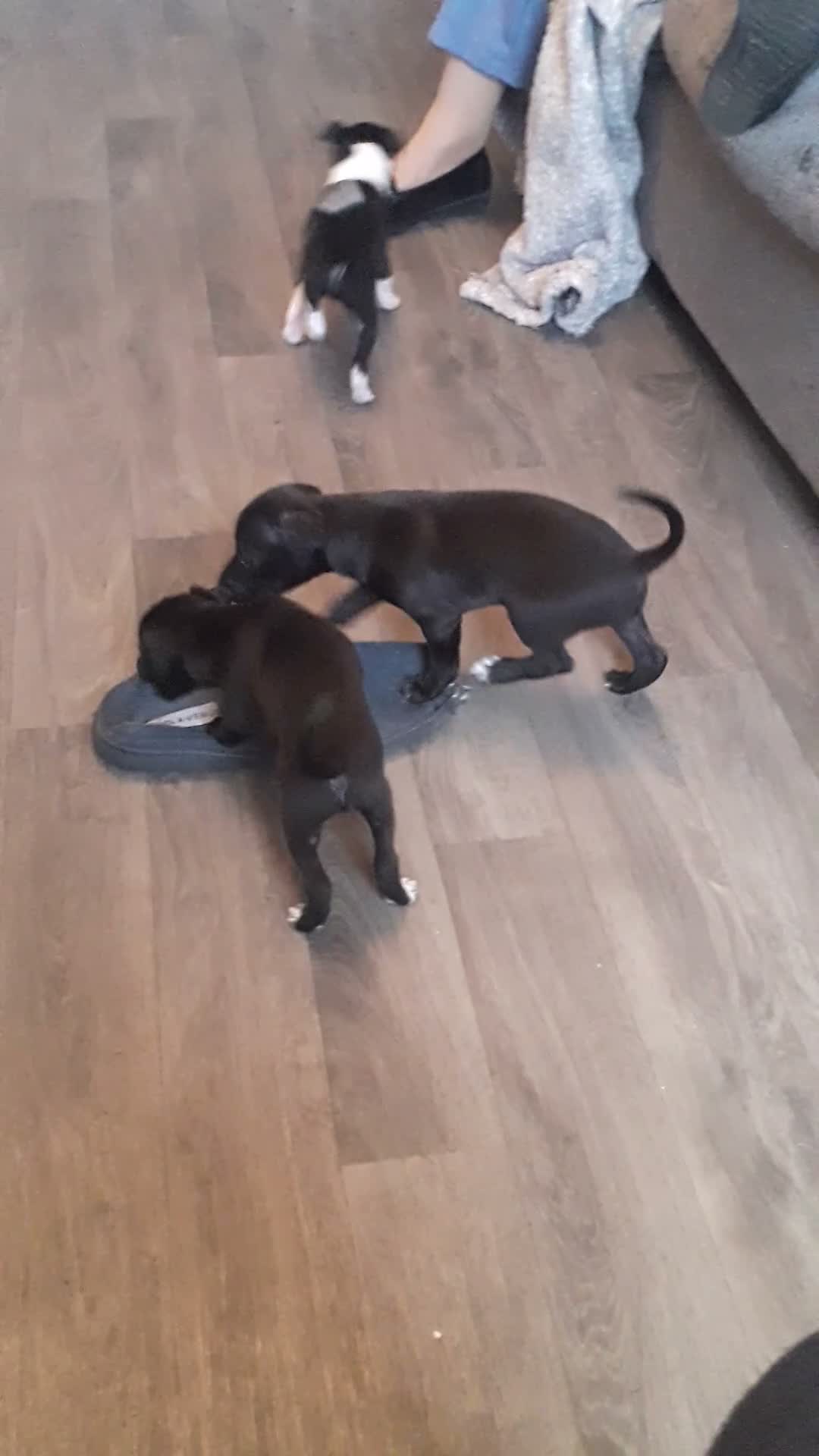 Italian Greyhound dogs for sale: Italian greyhound pups - Video 3
