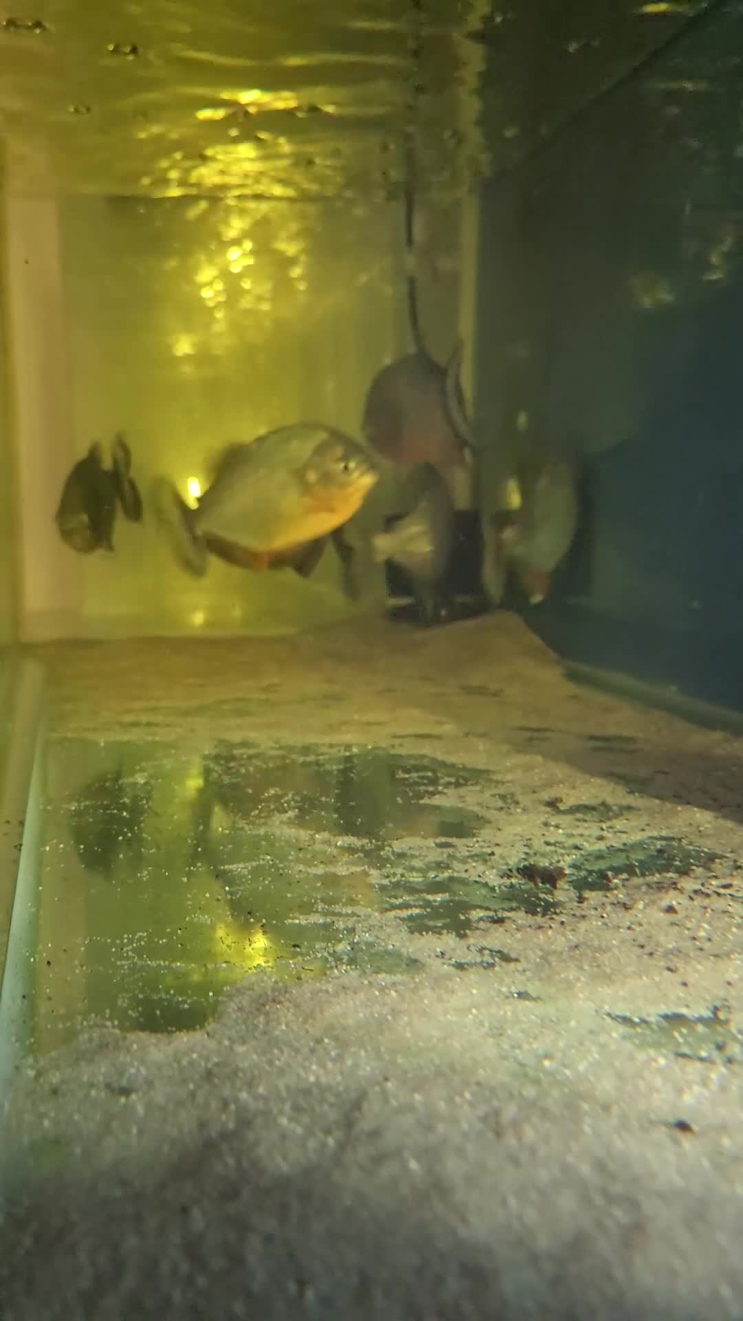Piranhas fish for sale: Red belly piranhas  - Video 2