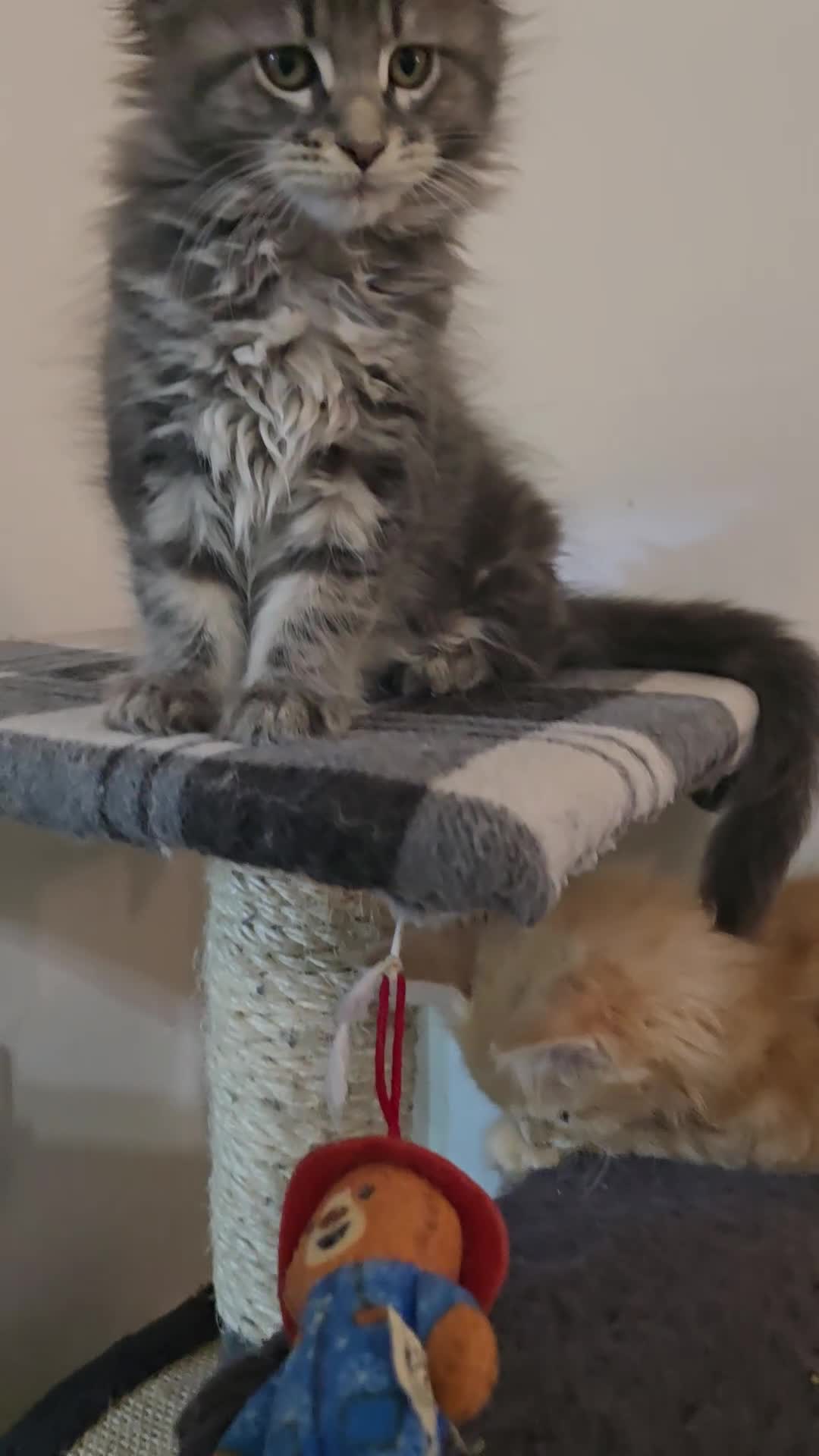 Maine Coon cats for sale: Beautiful Maine coon kittens  - Video 1