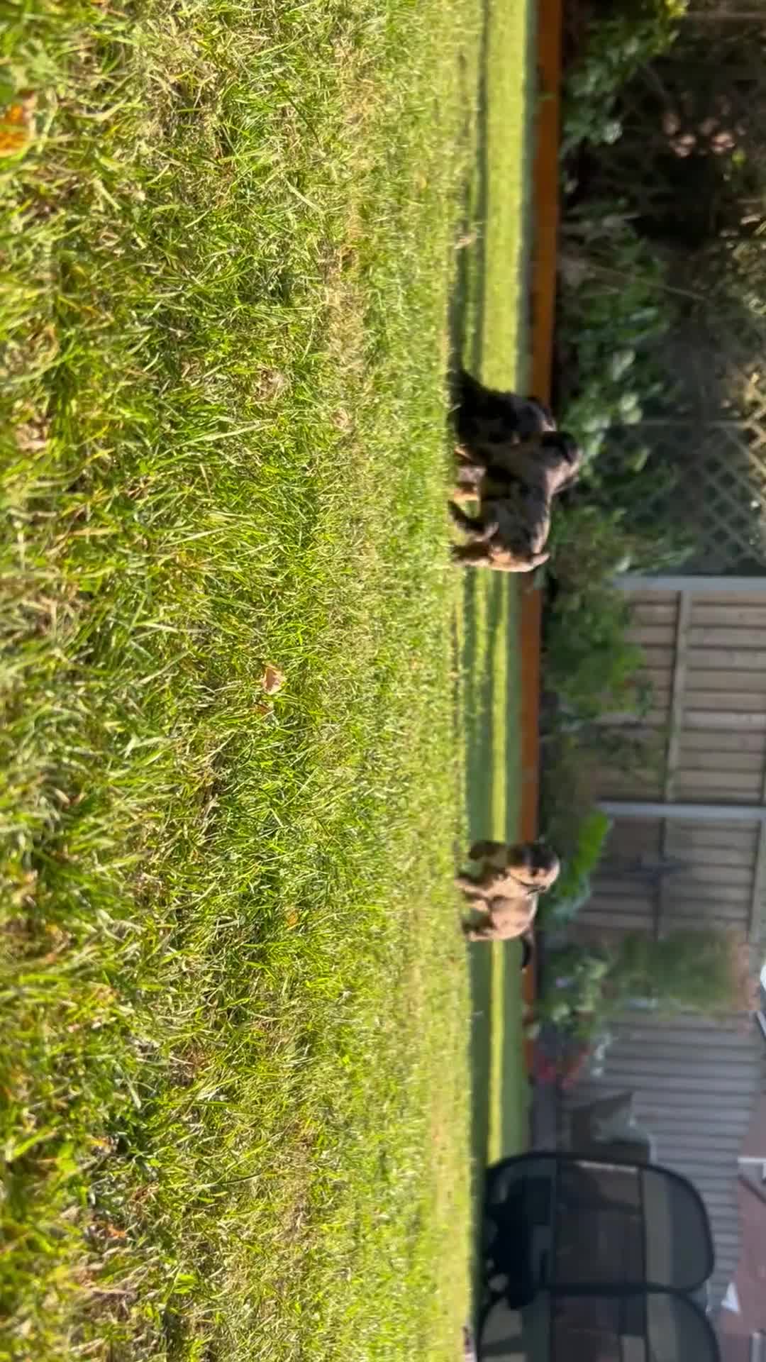 Cockapoo dogs for sale: Chocolate &Blue Merle, Tricolour & black cockapoos in Carlisle - Video 1