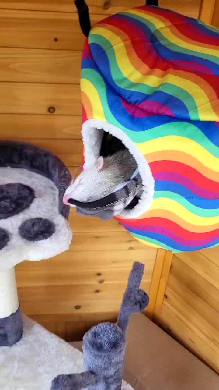 Ferret rodents for sale: Ferrets need forever home  in Letchworth Garden City - Video 1