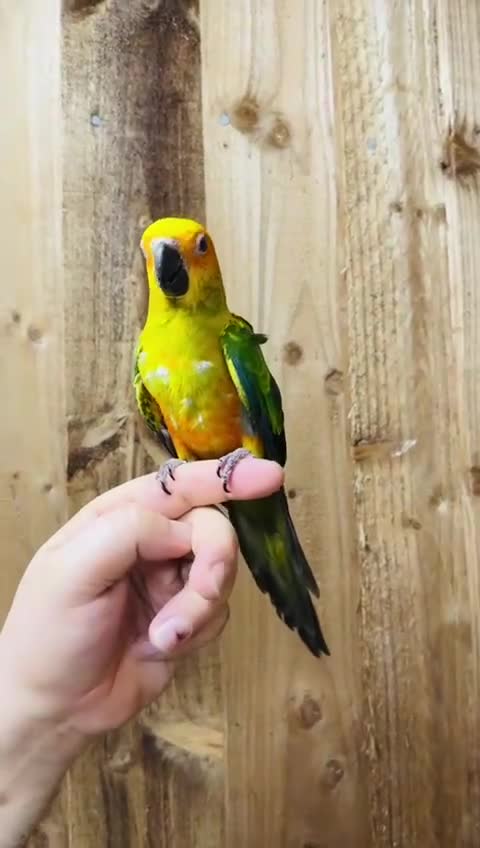 Cockatoo birds for sale: Sun conure  - Video 1