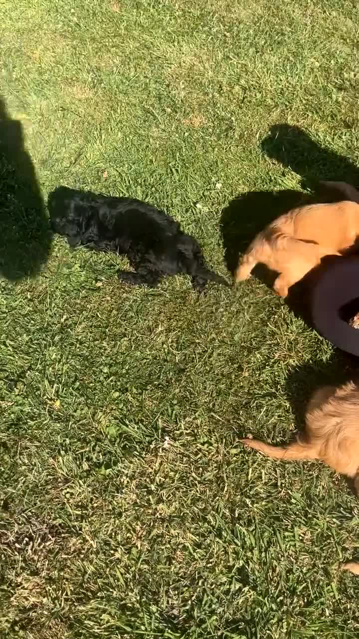 Cockapoo dogs for sale: Stunning Cockapoo Puppies ready to go now 🥰 - Video 1