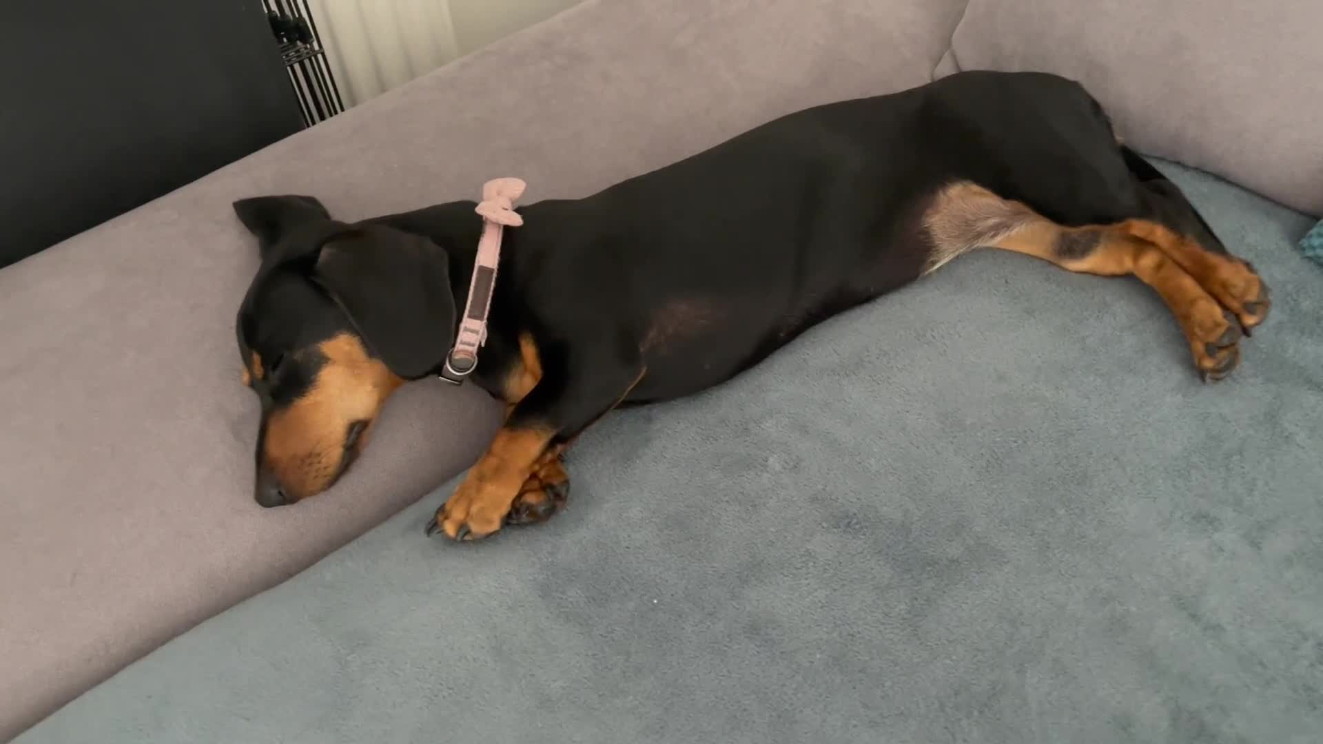 Dachshund dogs for sale: Dachshund for sale  - Video 2