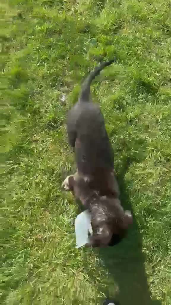 German Shepherd dogs for sale: Last German Shepherd Pup! in Willenhall - Video 1
