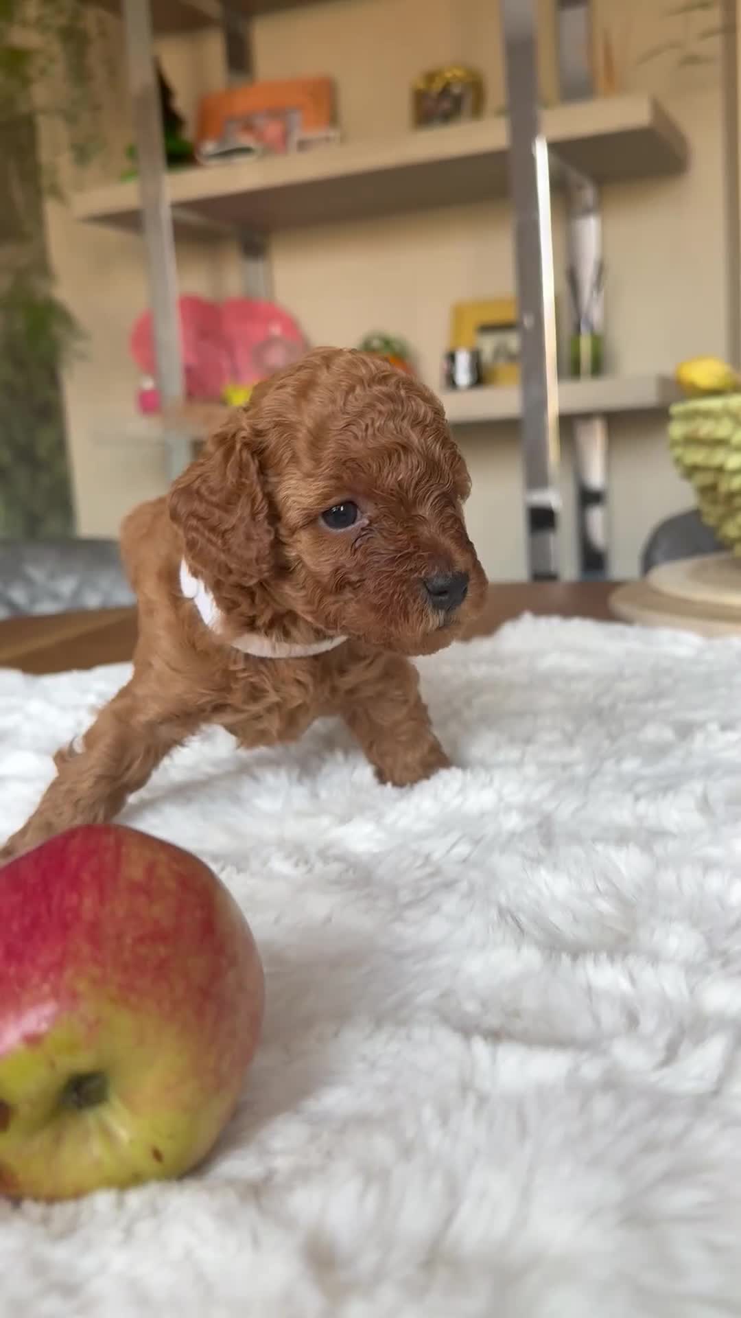 Toy Poodle dogs for sale: Adorable toy poodle’s pups  - Video 1