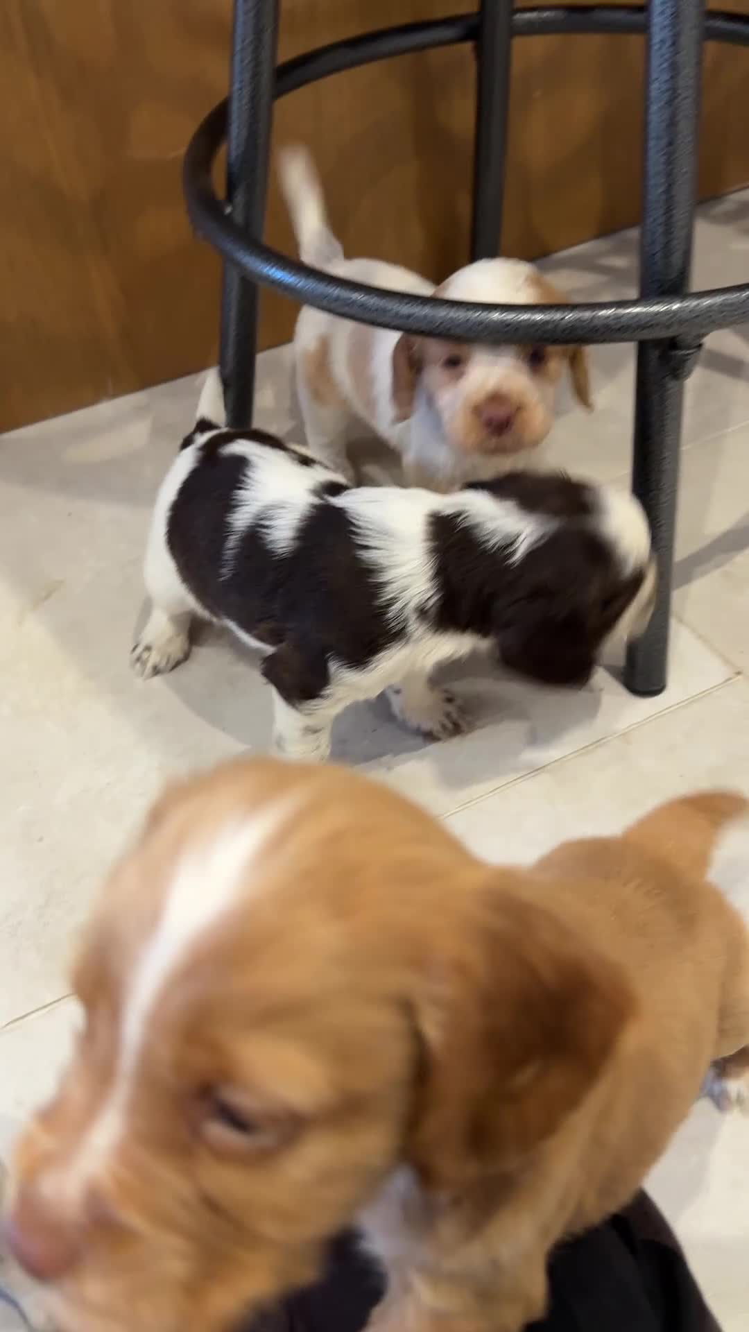 Cocker Spaniel dogs for sale: Gorgeous KC reg, working cocker spaniel pups  - Video 1