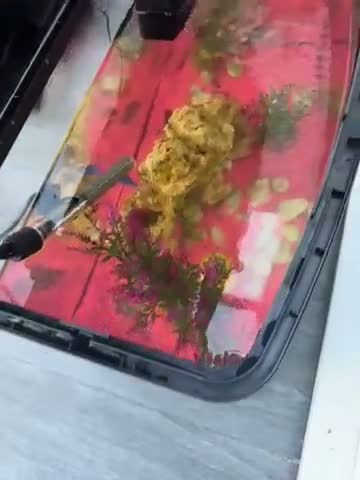 Goldfish fish for sale: 2 gold fish - 2 weeks old - with tank & decor  - Video 1