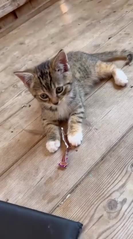 British Shorthair cats for sale: Adorable Kittens! - Video 1