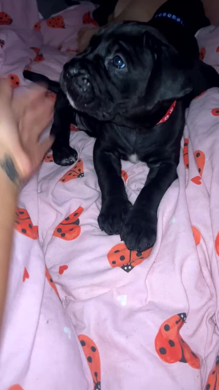 Mixed Breed dogs for sale: Presa canrio/ cane corso   in Wakefield - Video 2