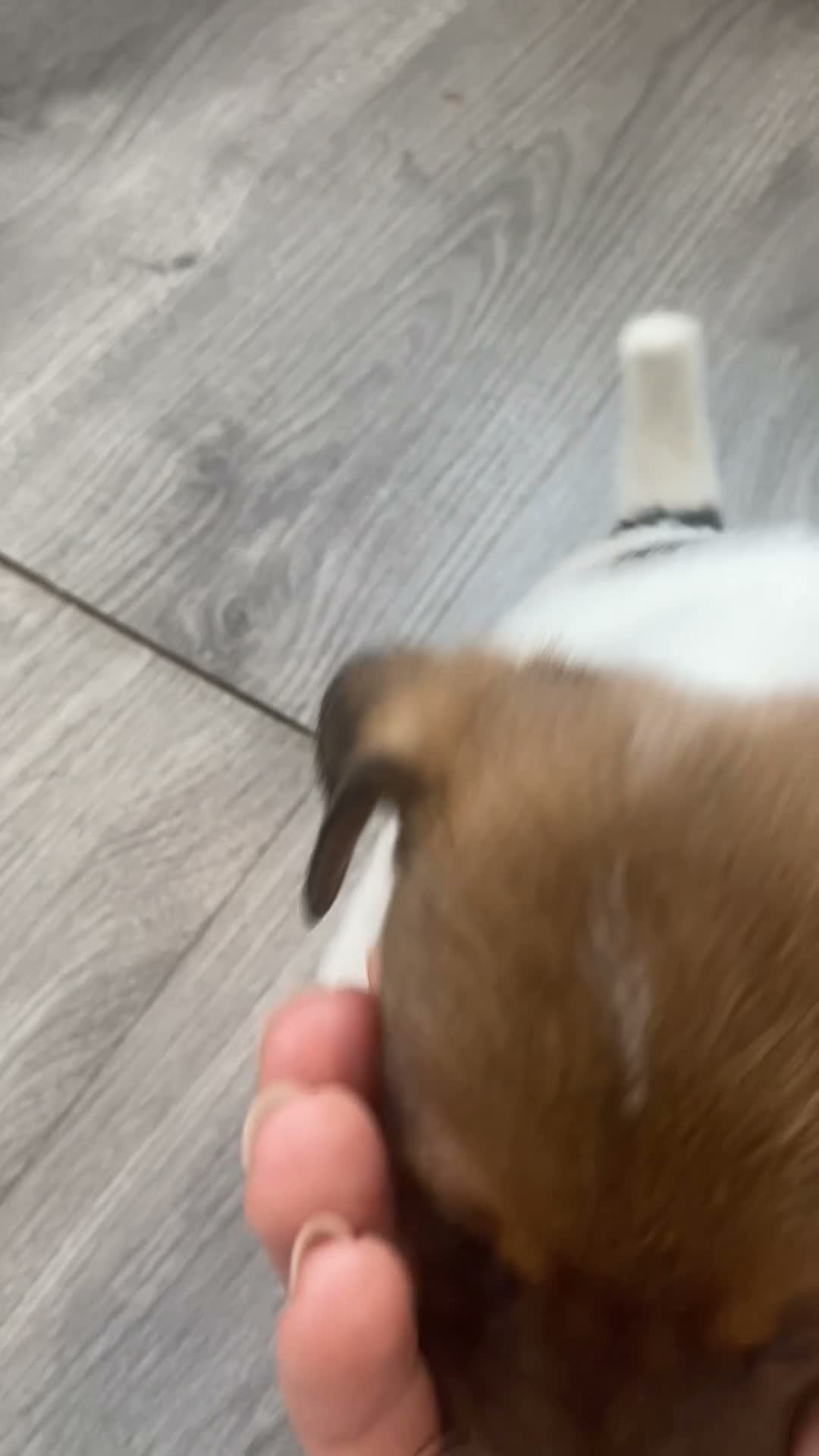 Jack Russell dogs for sale: Beautiful jack Russel pups for sale  - Video 1