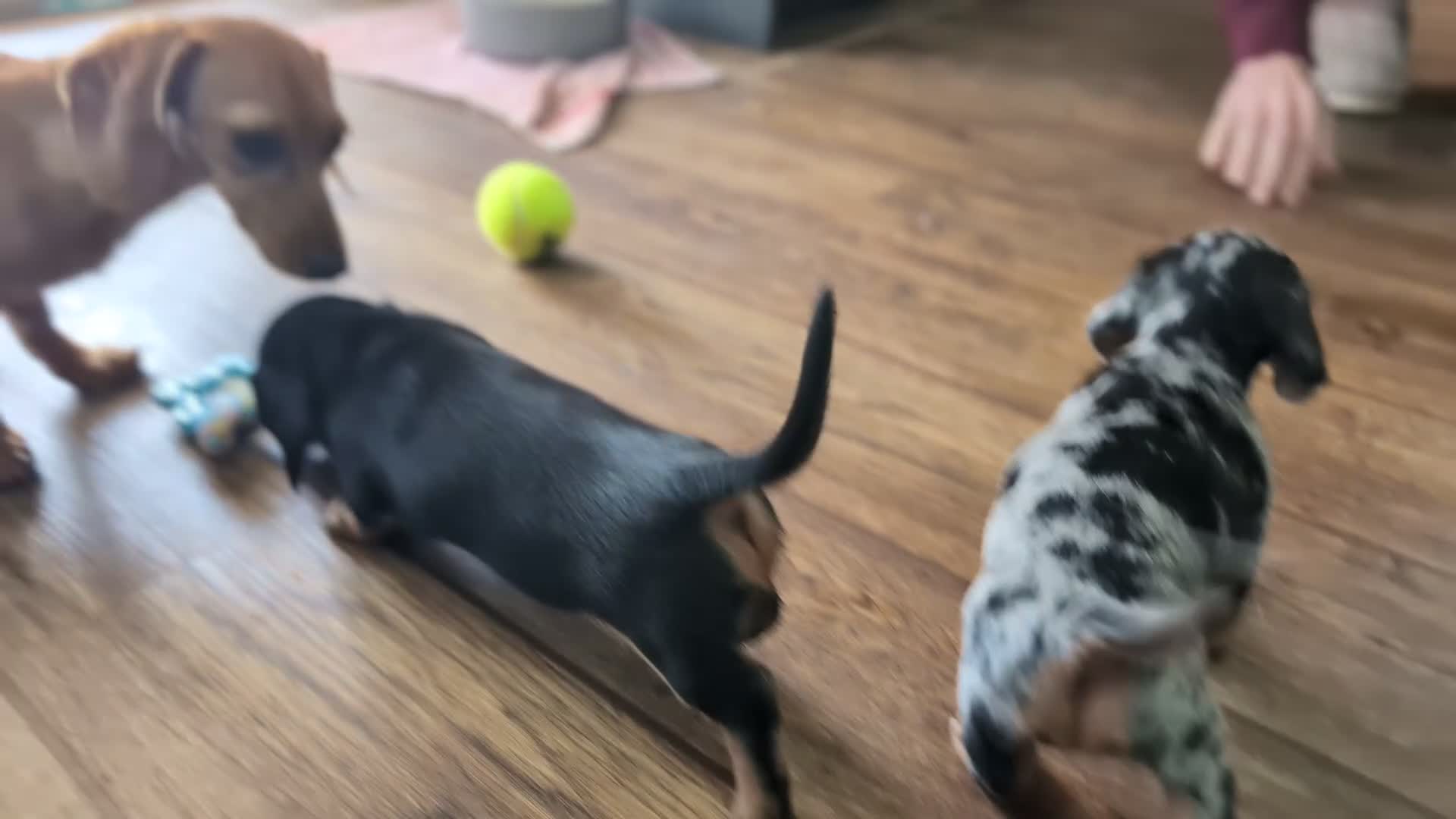 Dachshund dogs for sale: 2 Female miniature dachshund puppies - Video 2