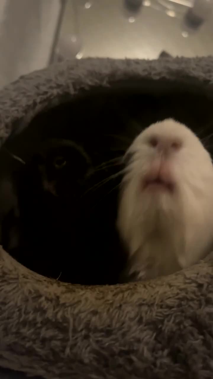 Guinea Pig rodents for sale: Two bonded male guinea pigs for sale in Scunthorpe - Video 1