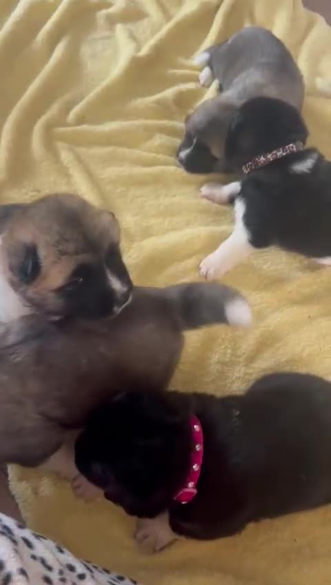Akita dogs for sale:  ⭐ READY NOW adorable chunky A/AKITAS - Video 2
