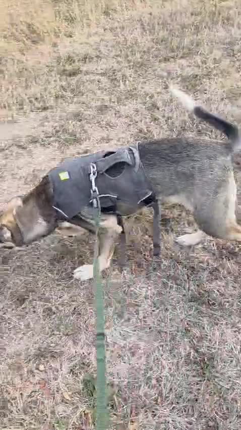 Mixed Breed dogs for adoption: Sweet, Friendly Young RUBY - for a Loving Family - Video 3