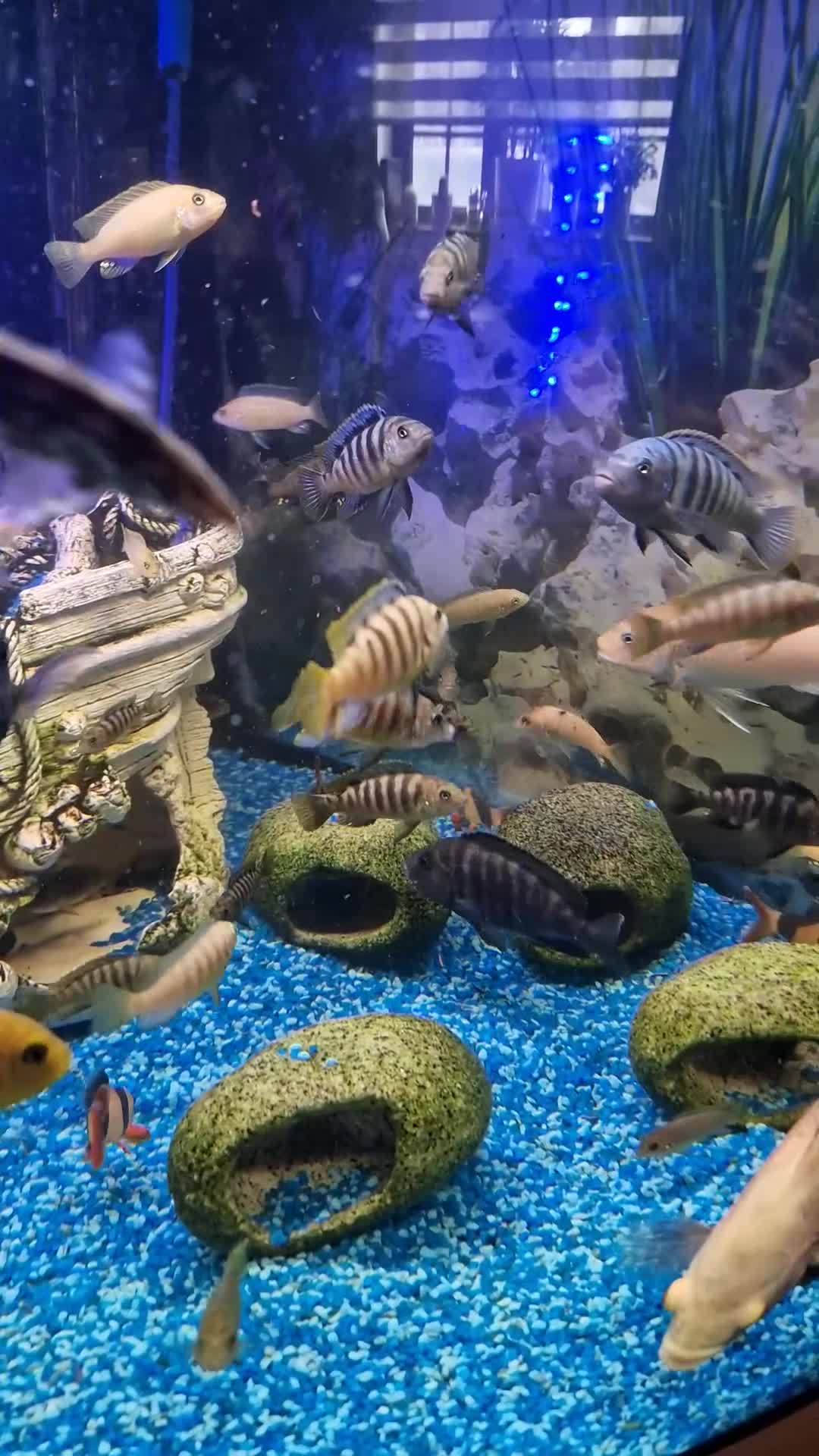 Cichlids fish for sale: Malawian Cichlids in Doncaster - Video 1