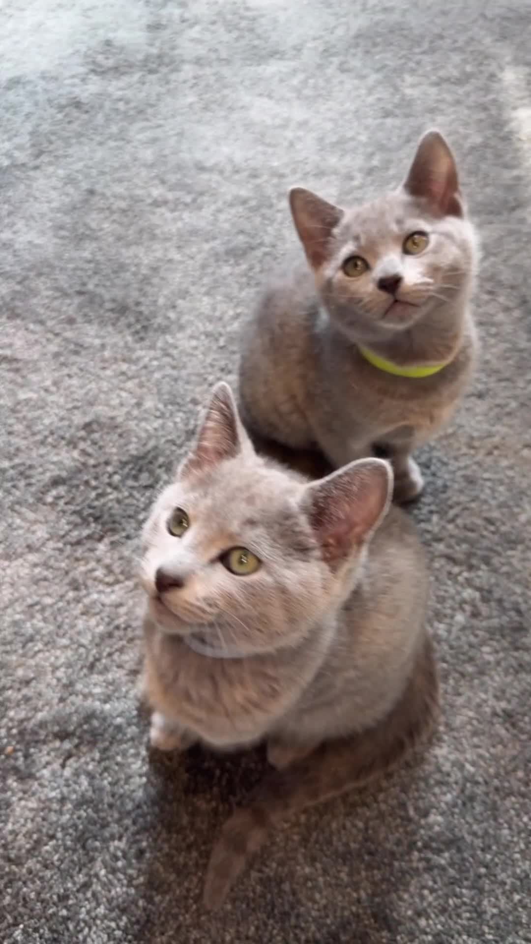 Russian Blue cats for sale: (TOP QUALITY) TICA REGISTERED RUSSIAN BLUE KITTENS - Video 1