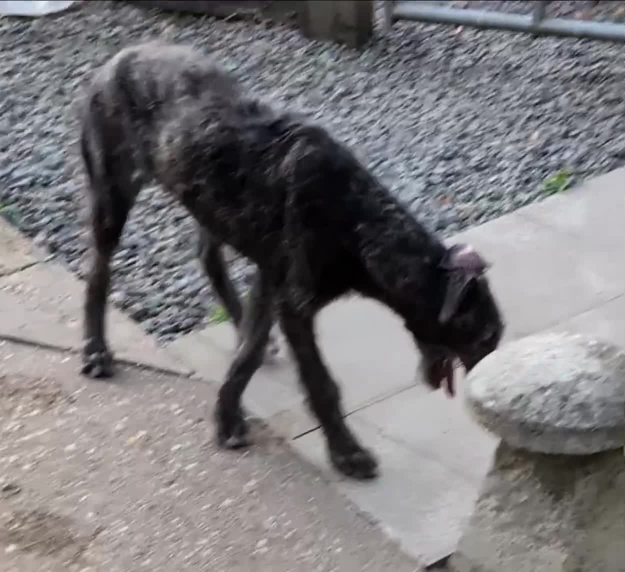 Deerhound dogs for sale: Stunning KC Registered Deerhound Puppy  - Video 1