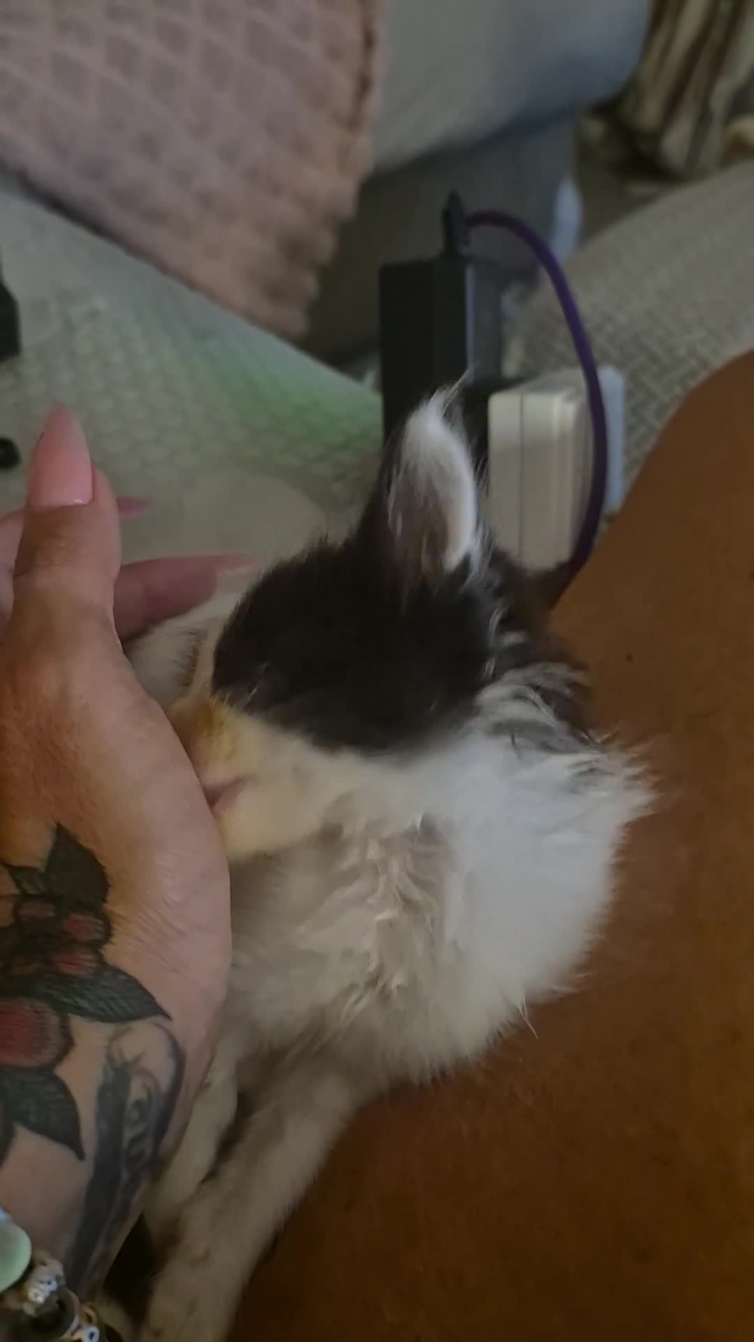 Maine Coon cats for sale: Maine coon baby floofs - Video 2