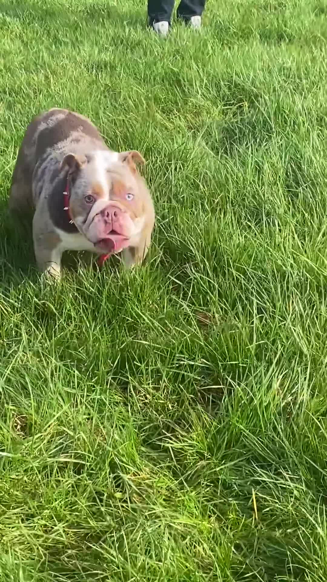English Bulldog dogs for sale: Grade A pure bred merle British bulldog - Video 1