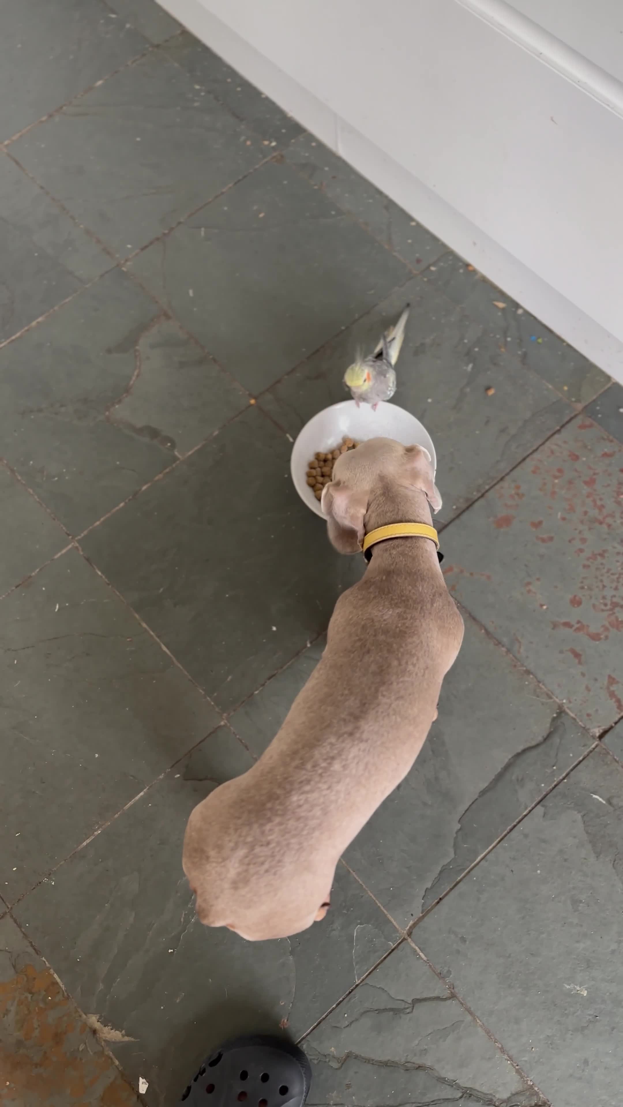 Cockatiels birds for sale: Semi tame cockatiel for sale - Video 1