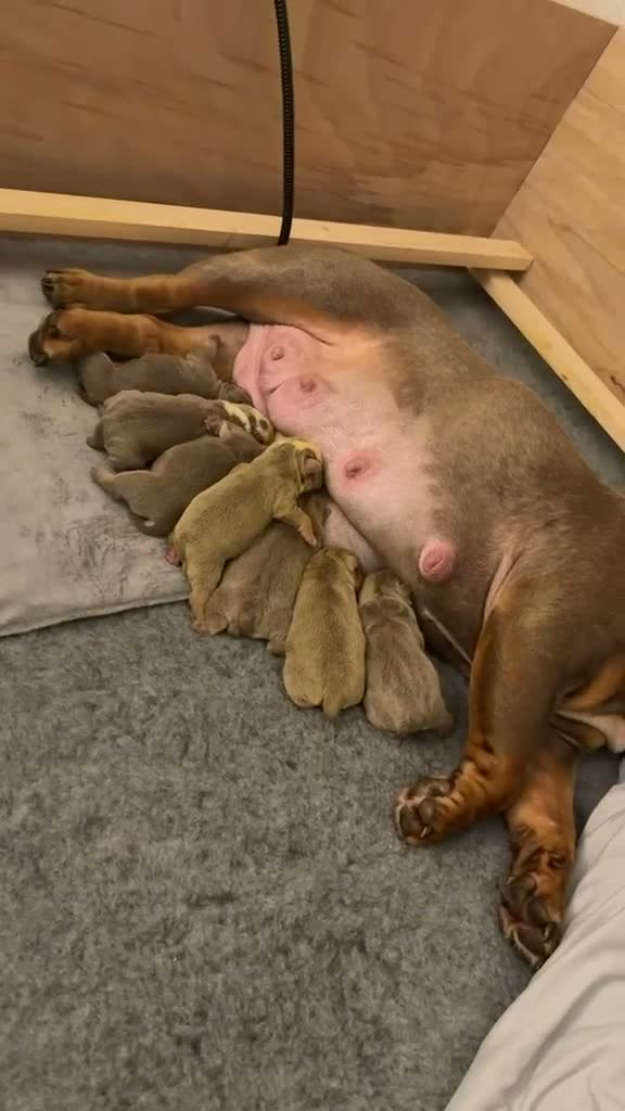 English Bulldog dogs for sale: English bulldog puppies kc for sale  in Alloa - Video 4