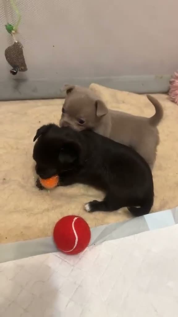 Chihuahua dogs for sale: 3 beautiful chihuahua puppies  - Video 1