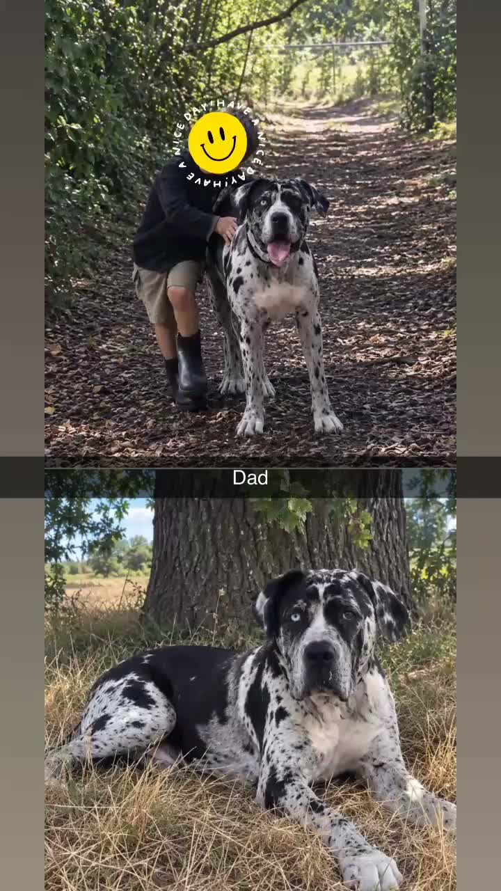 Mixed Breed dogs for sale: Beautiful, chunky Staffy × Alapaha/Cane Corso pups - Video 1