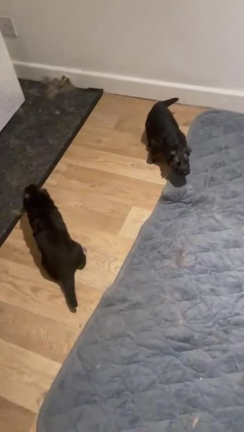 German Shepherd dogs for sale: Long-Medium hair pure bred German Shepherds 🇩🇪 - Video 4