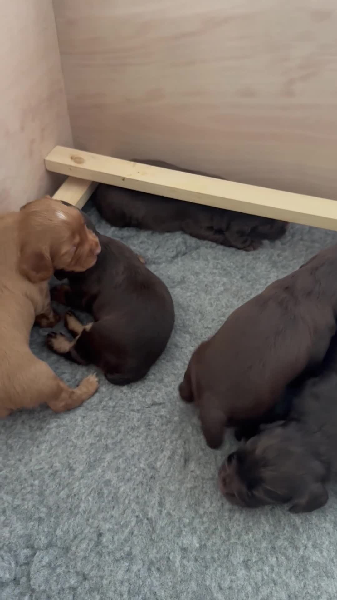 Cocker Spaniel dogs for sale: KC REGISTERED WORKING COCKER SPANIEl PUPPIES 💙💖 in Ryde - Video 1