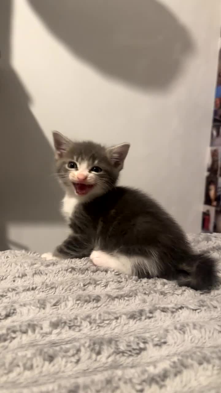 Mixed Breed cats for sale: 5 beautiful kittens - Video 5