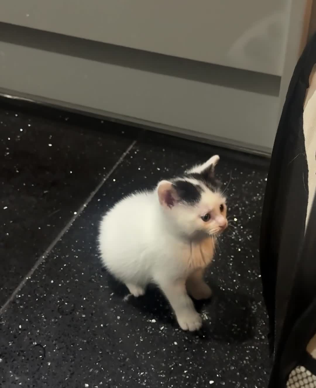 Mixed Breed cats for sale: 3 kittens available - Video 2