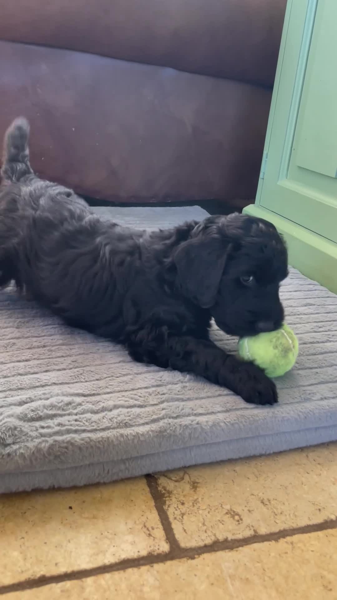 Labradoodle dogs for sale: Mini F1b labradoodles-available THIS WEEK  - Video 3