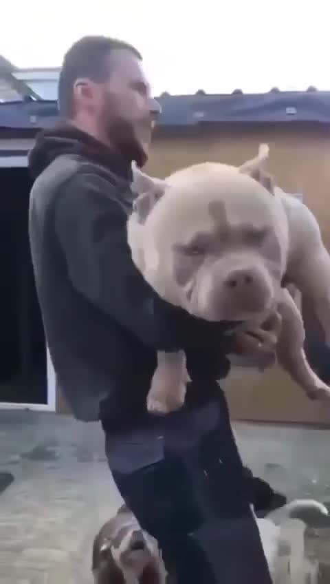 American Bully dogs for stud: American Bully pocket male for stud - Video 1