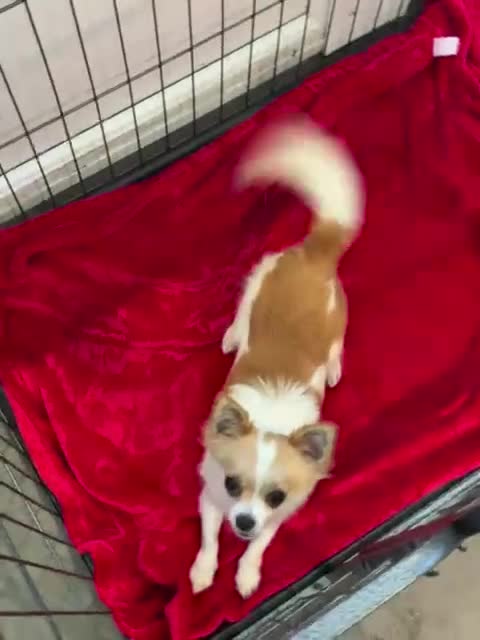 Chihuahua dogs for sale: Tinkerbell - Video 1