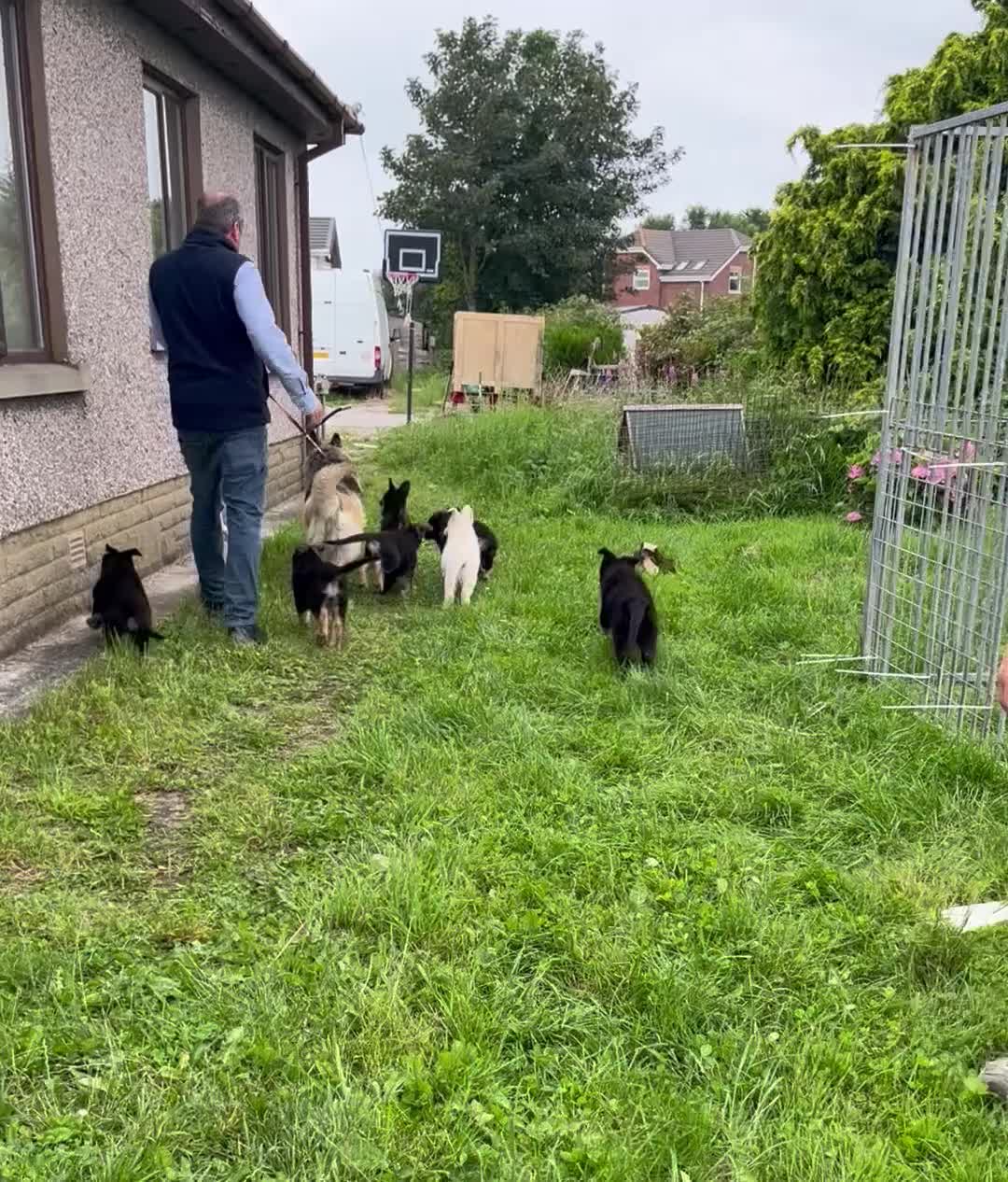 German Shepherd dogs for sale: 2 German Shepherd Bitches Ready Now - Video 1