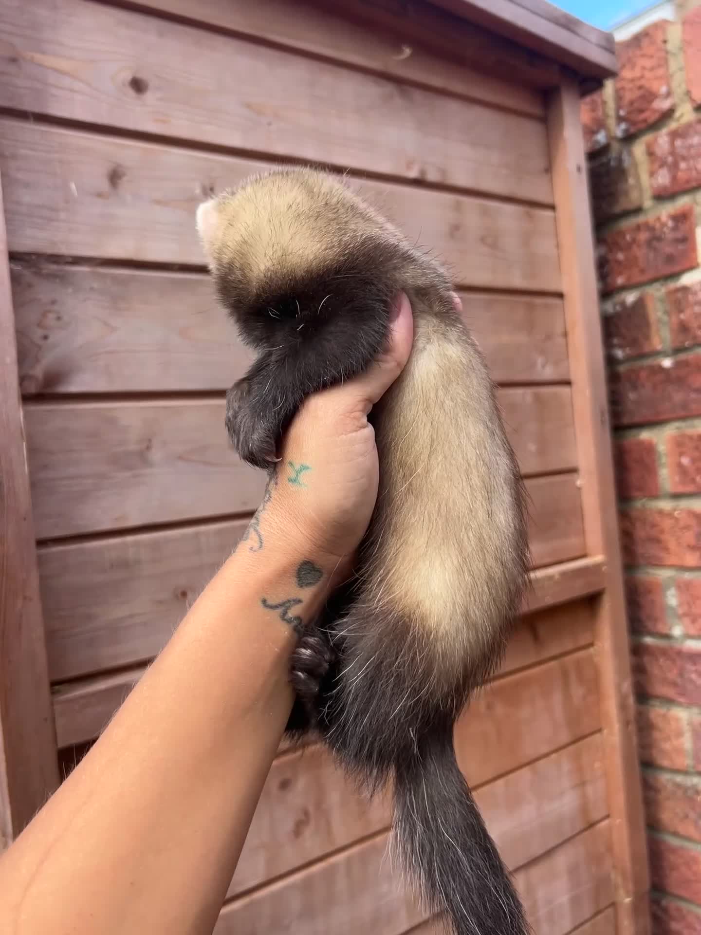 Ferret rodents for sale: Semi angora Hob last one for the season  - Video 1