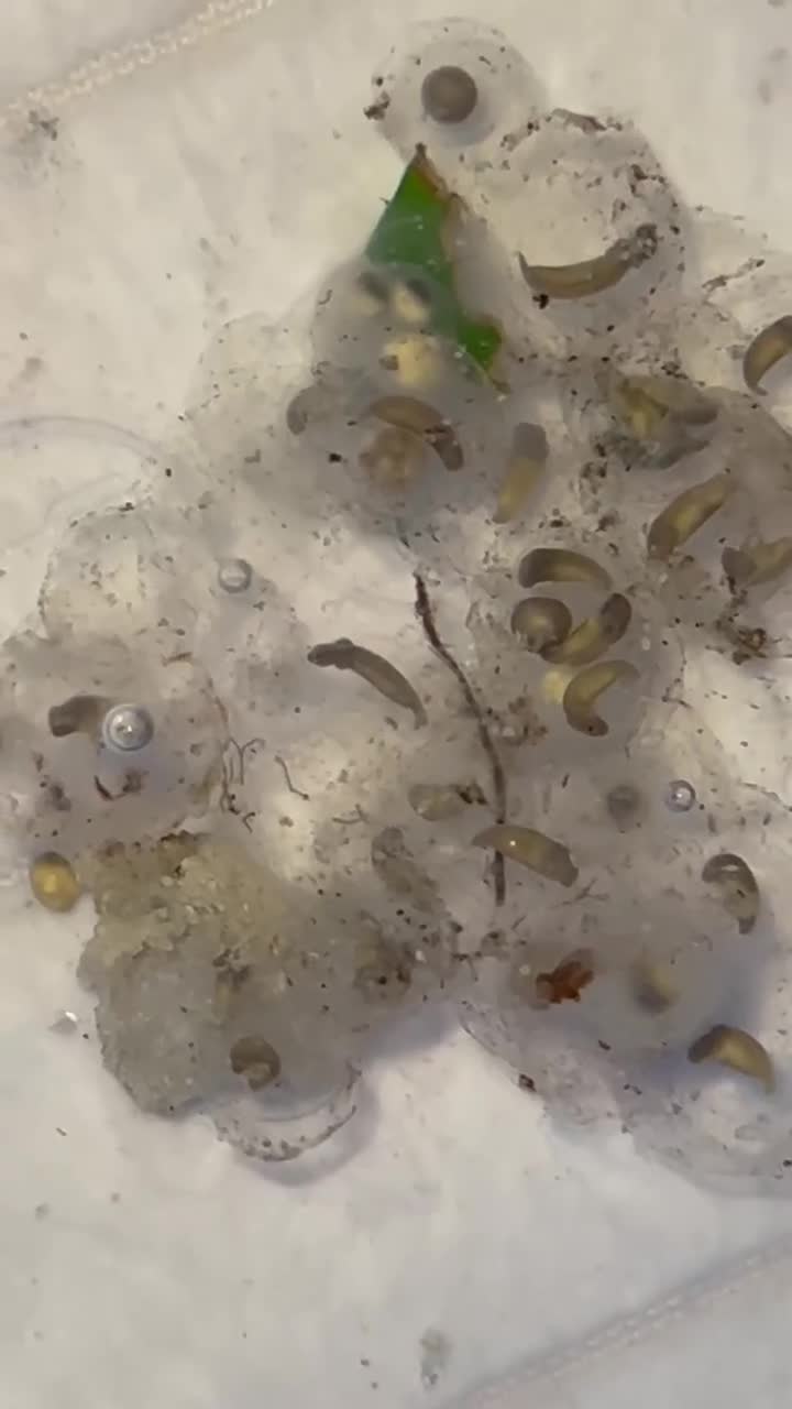 Other/Mixed Breed fish for sale: Axolotl Eggs - Video 1