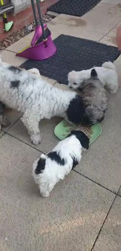 Bichon Frise dogs for sale: 6 bishon frezze ready for new home. - Video 2