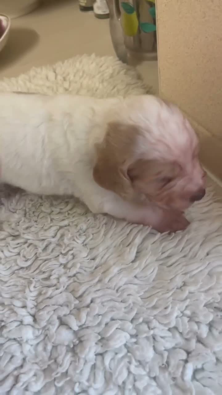 Cocker Spaniel dogs for sale: Two Working cocker spaniel puppies left - Video 3