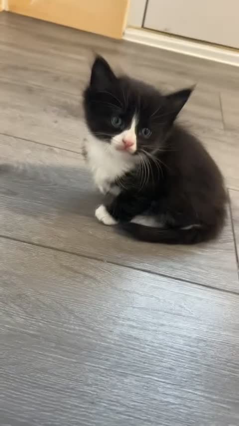 Perdoll cats for sale: Beautiful perdoll babies ❤️ - Video 2