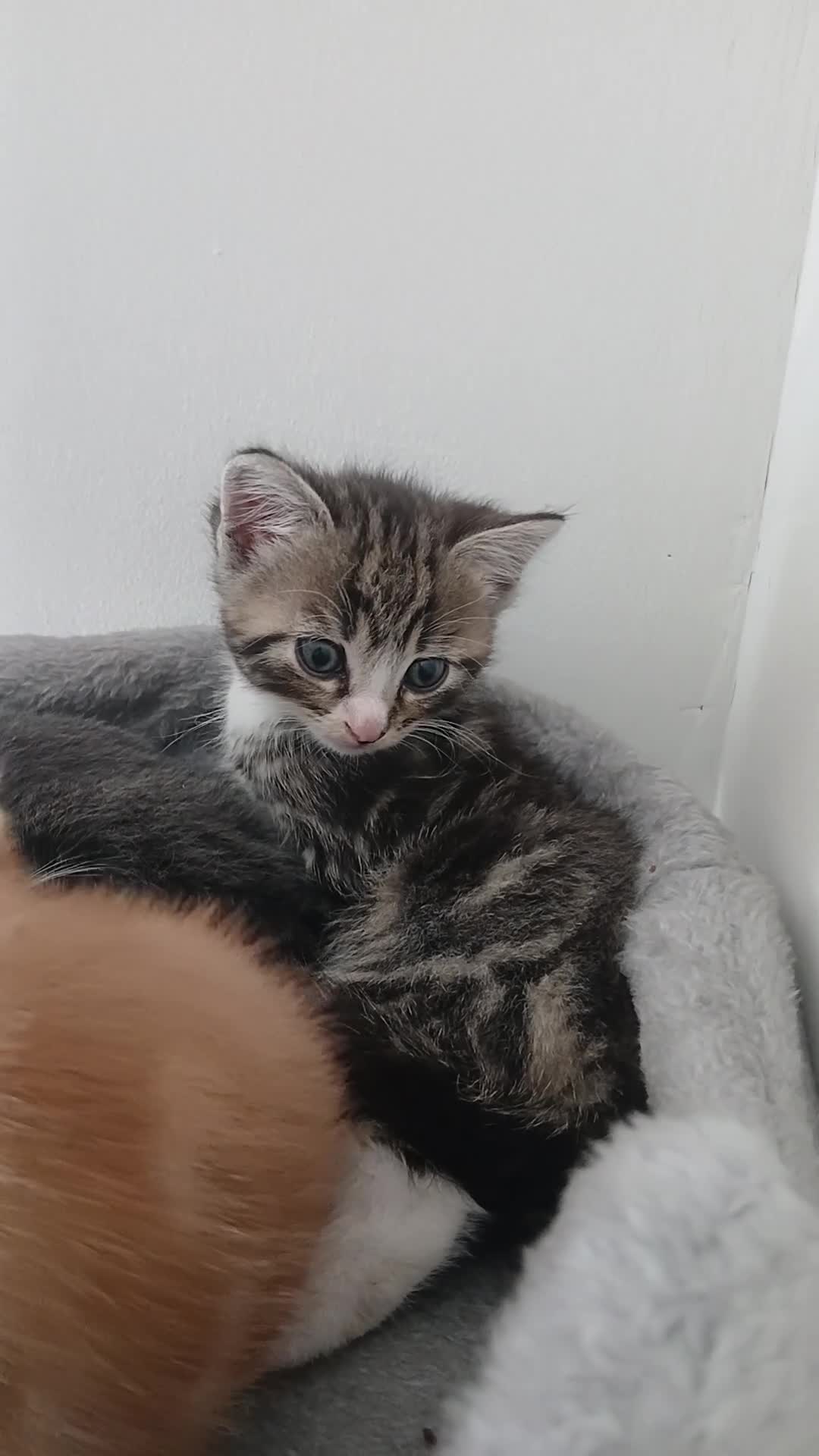 Mixed Breed cats for sale: 5 beautiful kittens for sale - Video 1