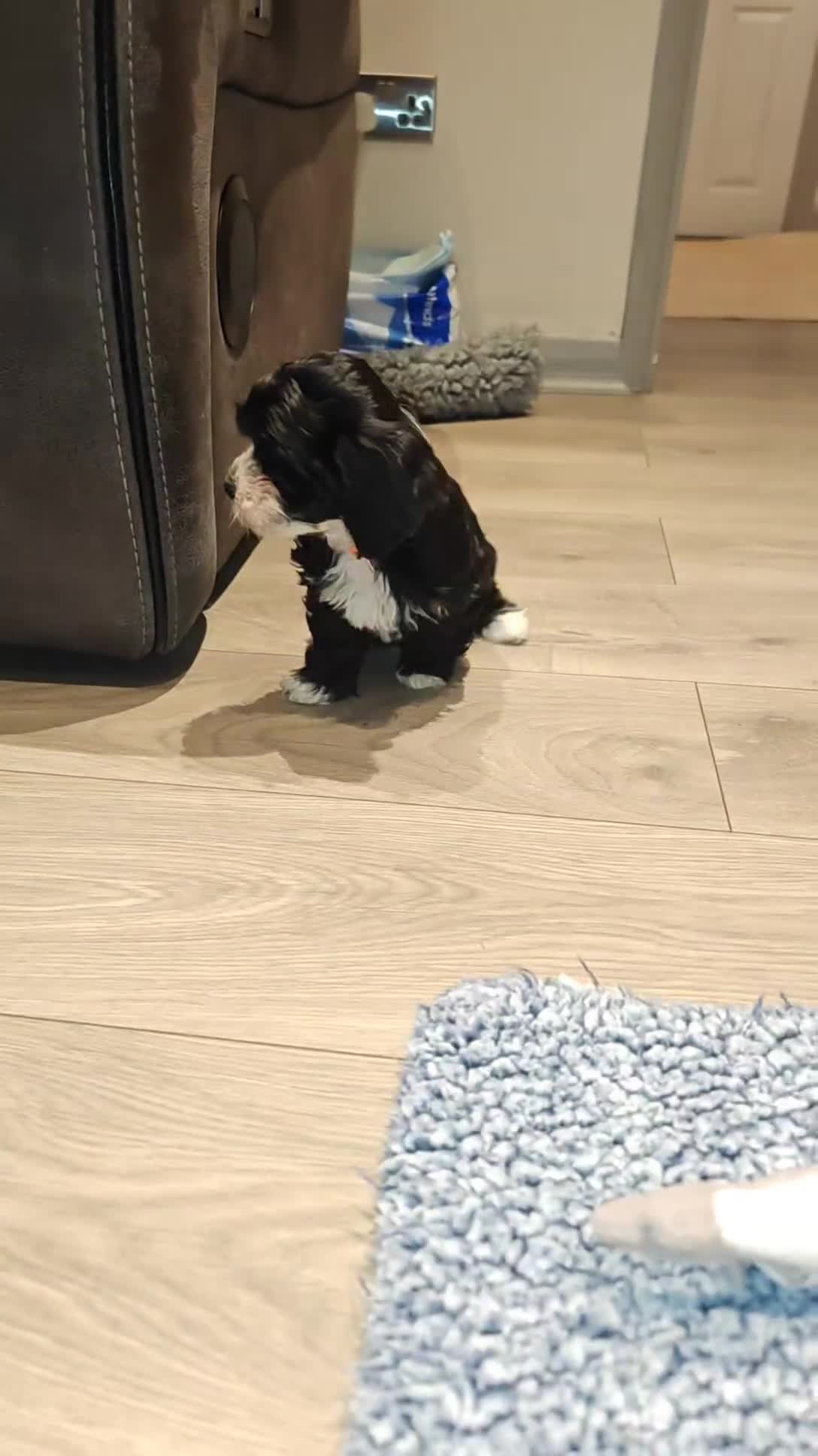 Havanese dogs for sale: Beautiful litter of pedigree havanese for sale - Video 3