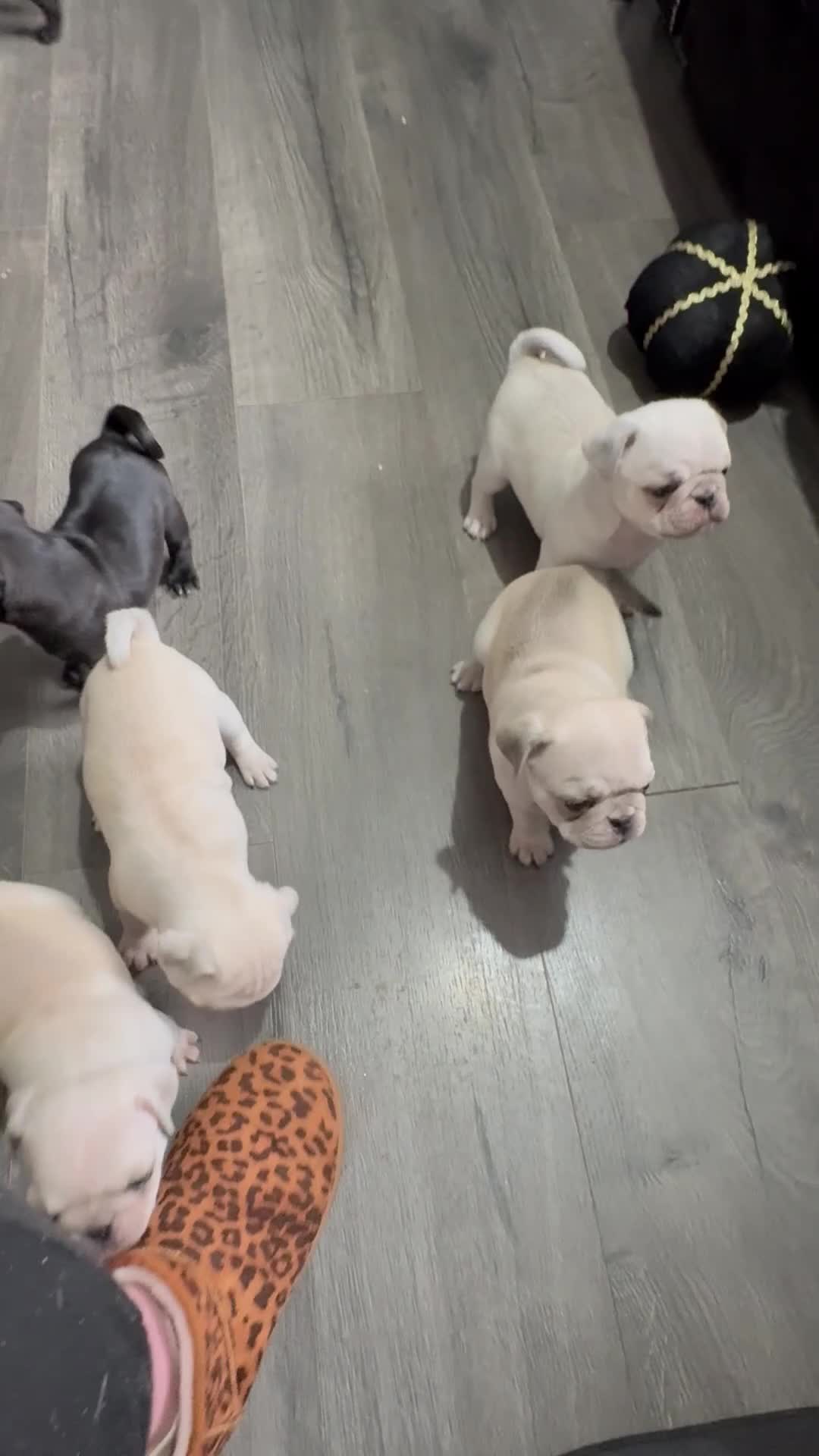 Pug dogs for sale: Pug pups for sale - Video 1