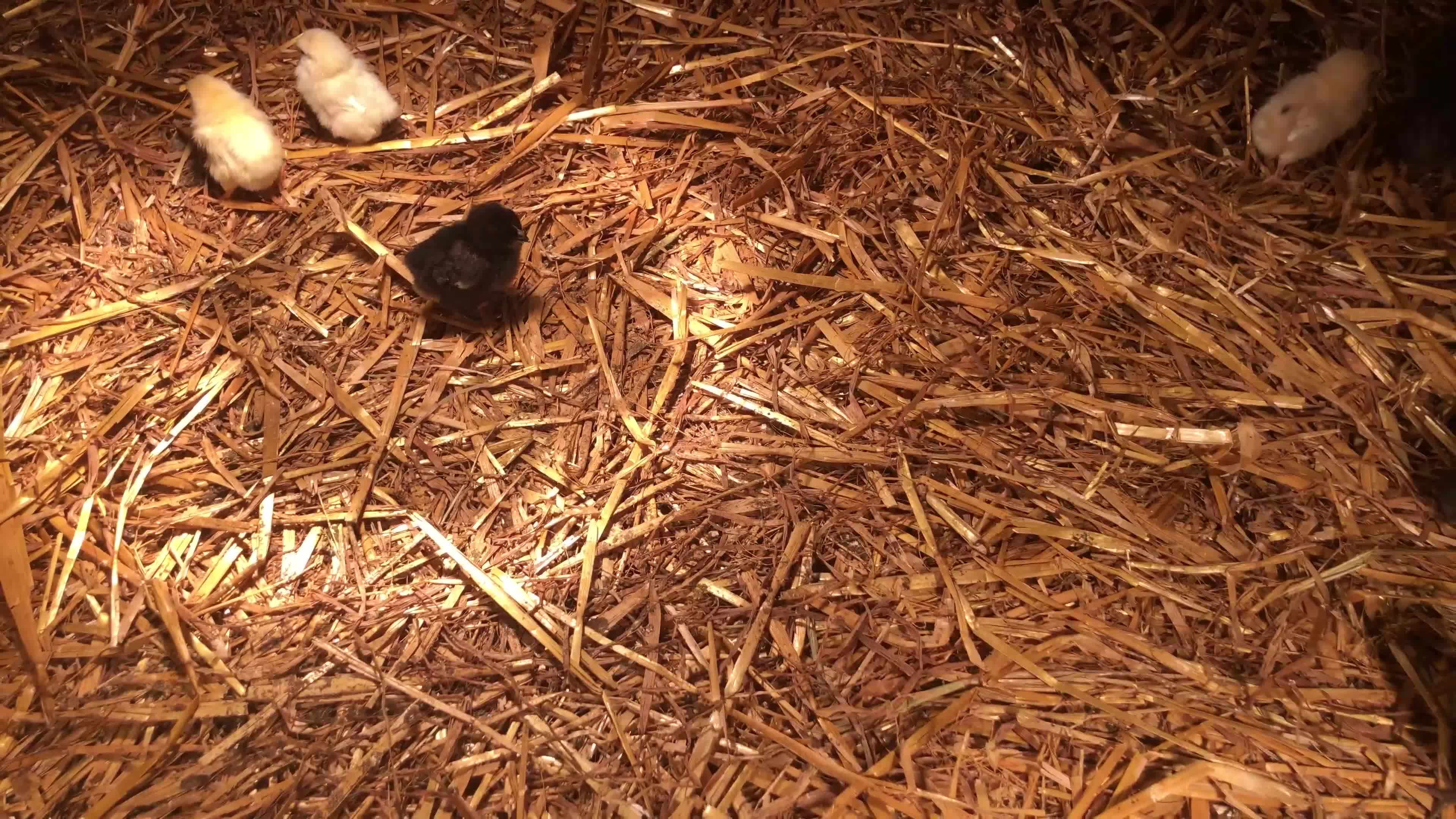 Chickens poultry for sale: Sexed pullet chicks. Blue, brown, white layer  - Video 1