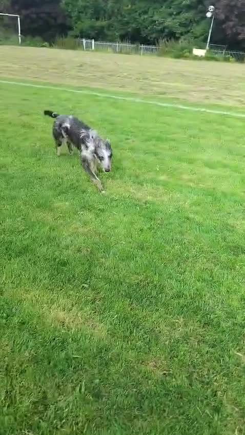 Lurcher dogs for sale: Handsome Lurcher x deerhound - Video 1