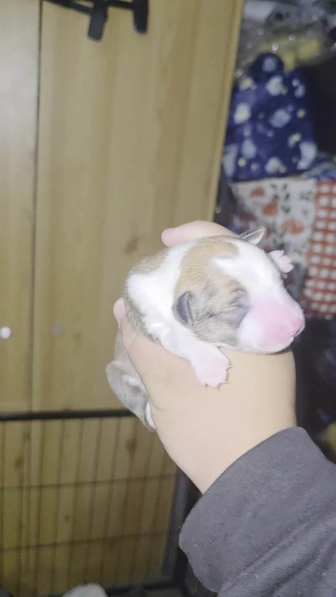 Mixed Breed dogs for sale: Welsh Collie Pups  - Video 4